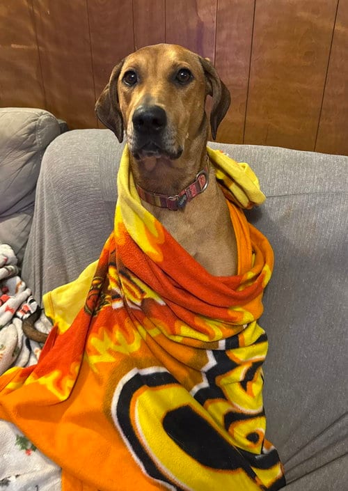 Photo of Regina, adoptable Doberman Pinscher in Randleman, New Mexico