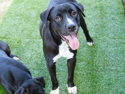 Photo of Murphy, adoptable Labrador Retriever in Tallahassee, Florida