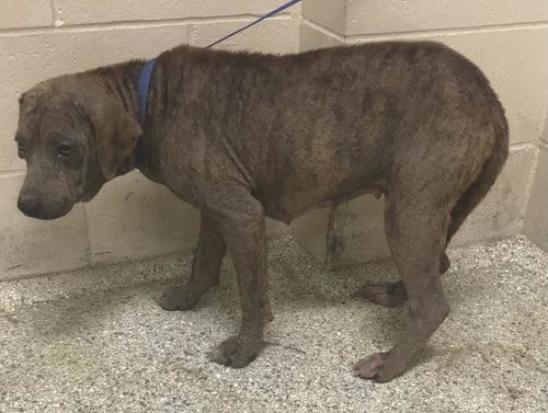 Photo of Turvy, adoptable Pit Bull Terrier in Conroe, Texas