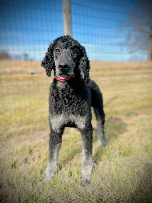 Photo of Bentley Oakes Dec 25, adoptable Poodle (Standard) in Pacolet, South Carolina
