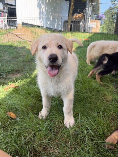 Photo of Wesson - puppy, adoptable German Shepherd Dog in FAIRLAWN, Ohio