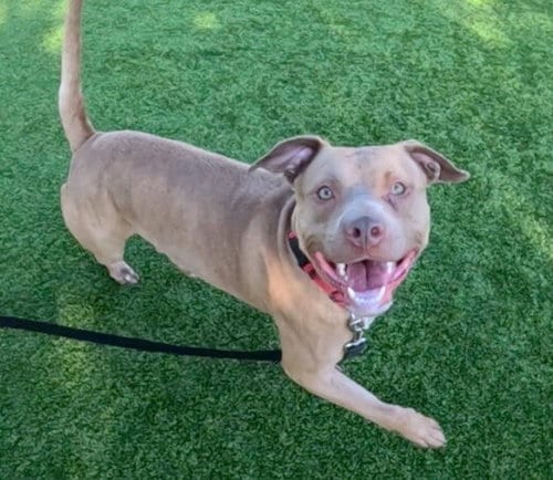 Photo of Simba, adoptable Pit Bull Terrier in Martinez, California