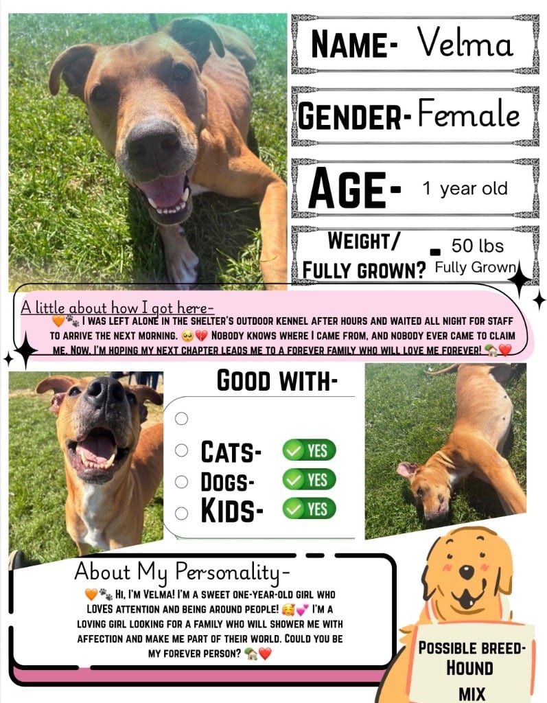 Photo of Velma, adoptable Mixed Breed in New Cumberland, West Virginia