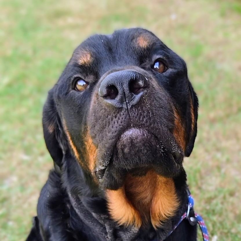 Photo of Gruff, adoptable Rottweiler in Douglasville, Georgia