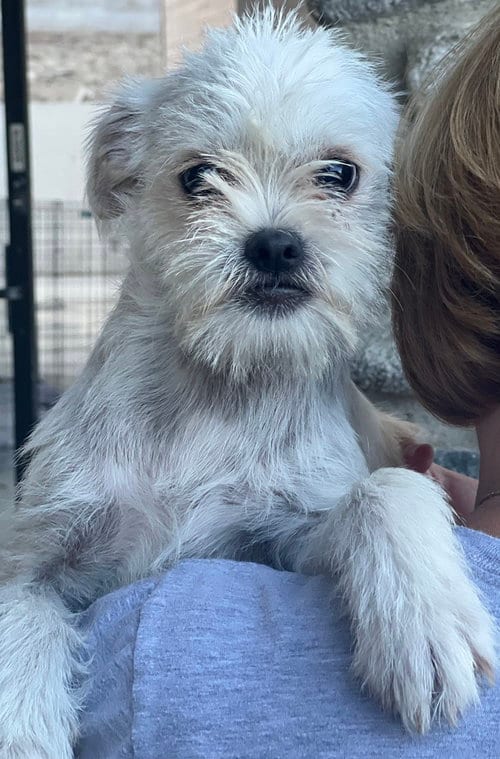 Photo of Monkey, adoptable Terrier in Dana Point, California