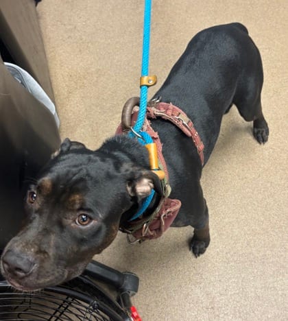 Photo of Somersault, adoptable dog in Chamblee, Georgia