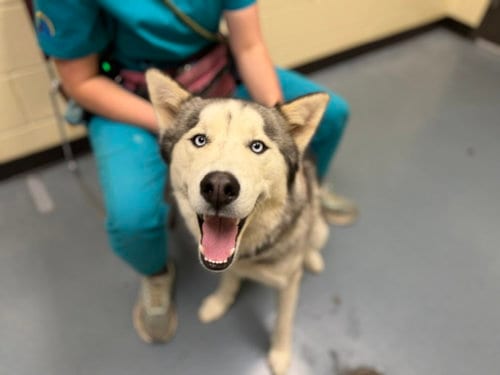 Photo of Blackwell, adoptable Siberian Husky in Denver, Colorado