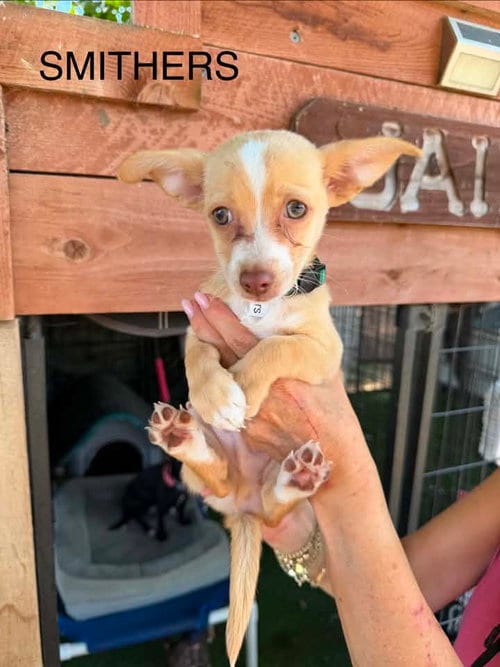 Photo of Smithers, adoptable Dachshund in Turlock, California