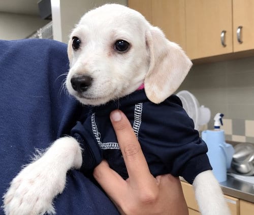 Photo of Snoopy, adoptable Jack Russell Terrier (Parson Russell Terrier) in San Pedro, California