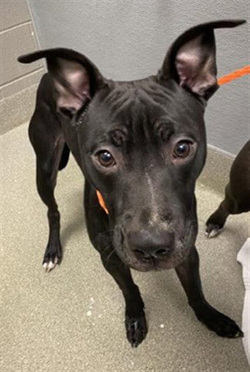 Photo of Garth, adoptable Pit Bull Terrier in Las Vegas, Nevada