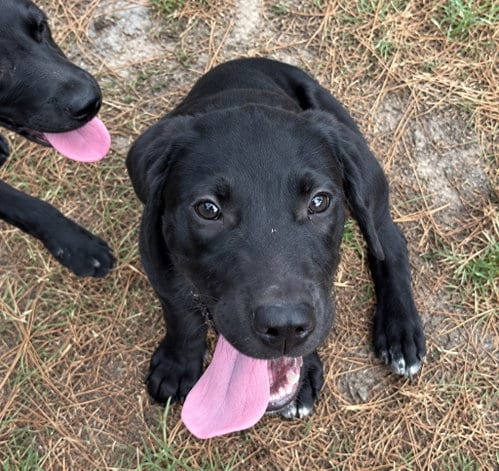 Photo of Dracula, adoptable Labrador Retriever in Claremore, Oklahoma