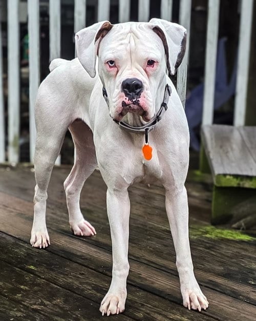 Photo of Cincy - Columbia, adoptable Boxer in Monticello, New Jersey