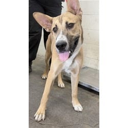 Photo of Berry, adoptable German Shepherd Dog in San Bernardino, California