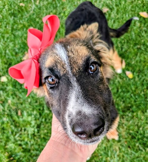 Photo of Avie Rose, adoptable Collie in Sandy, Utah