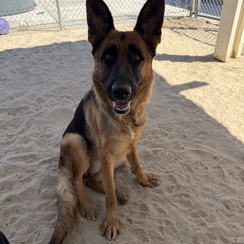 Photo of Kassie, adoptable German Shepherd Dog in Thousand Palms, California