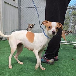Photo of Penny, adoptable Rat Terrier Chihuahua in Waterloo, Illinois