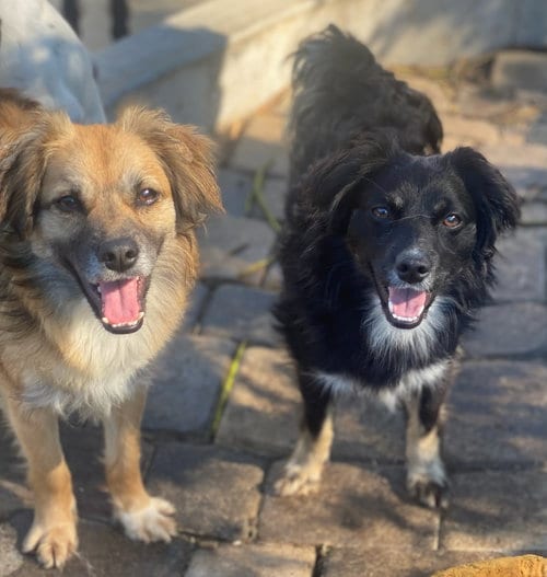 Photo of Rocco & Roxie, adoptable Spaniel in Newport Beach, California