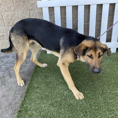 Photo of Aggie, adoptable German Shepherd Dog in Modesto, California
