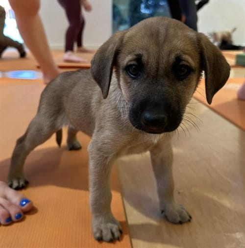 Photo of Sugar Plum, adoptable Black Mouth Cur in Anchorage, Alaska