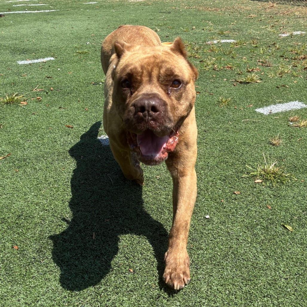 Photo of Roxanne, adoptable Mixed Breed (Large)