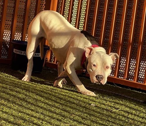 Photo of Pearl, adoptable Pit Bull Terrier in Las Vegas, Nevada