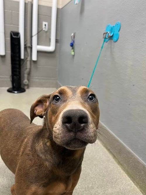 Photo of Cold Brew, adoptable Doberman Pinscher in Las Vegas, Nevada