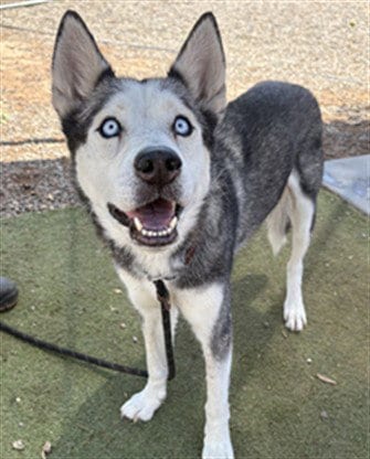 Photo of Snow Cone, adoptable Siberian Husky in Phoenix, Arizona