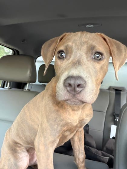 Photo of Benny, adoptable dog in Atlanta, Georgia