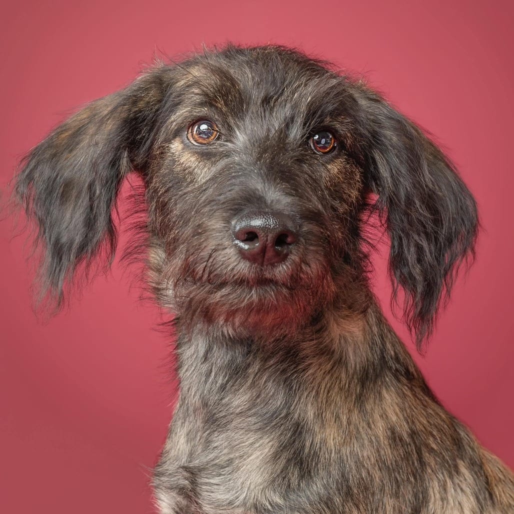 Photo of Reeses, adoptable Mixed Breed (Medium) / Poodle in Oklahoma-based; Northeast placements, Oklahoma