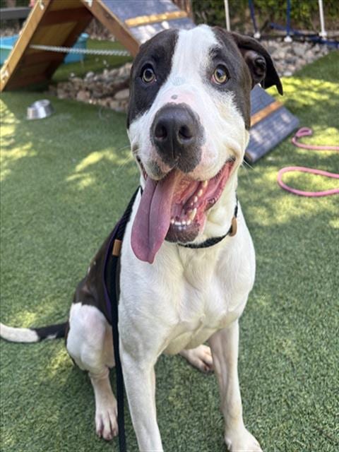 Photo of Johnny, adoptable Pit Bull Terrier in San José, California