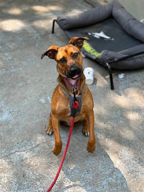 Photo of Lionel, adoptable Belgian Shepherd Malinois in Boston, Massachusetts