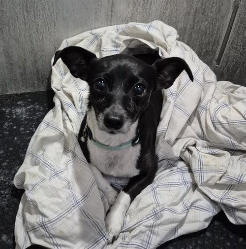 Photo of Princess, adoptable Chihuahua in San Antonio, Texas