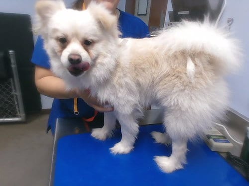 Photo of Kona, adoptable Pomeranian in Phoenix, Arizona