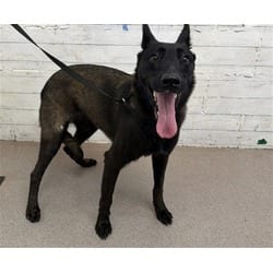 Photo of Yazmin, adoptable Belgian Malinois in San Bernardino, California