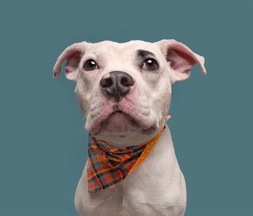 Photo of Bones, adoptable Pit Bull Terrier in St. Louis, Missouri