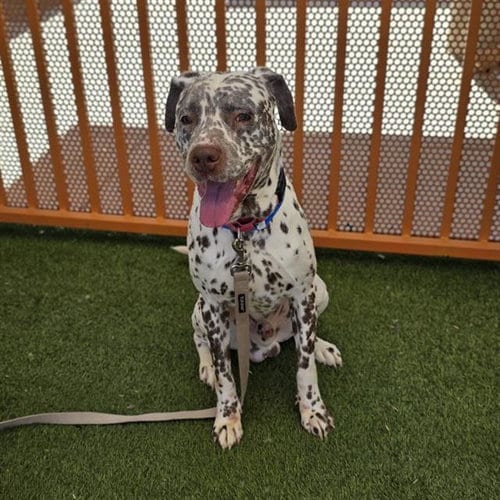 Photo of Beavis, adoptable Dalmatian in Las Vegas, Nevada