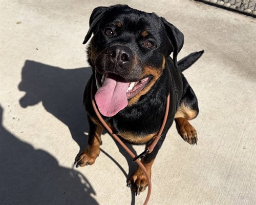 Photo of Sofia, adoptable Rottweiler in Denver, Colorado