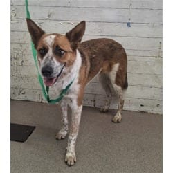Photo of Tom, adoptable Australian Cattle Dog in San Bernardino, California