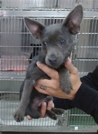 Photo of Maisie, adoptable Terrier in Salinas, California