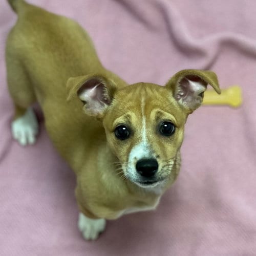 Photo of Nina the Puppy, adoptable Terrier in Burlingame, California
