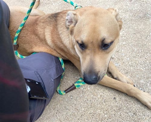Photo of Jax, adoptable Black Mouth Cur in Garland, Texas