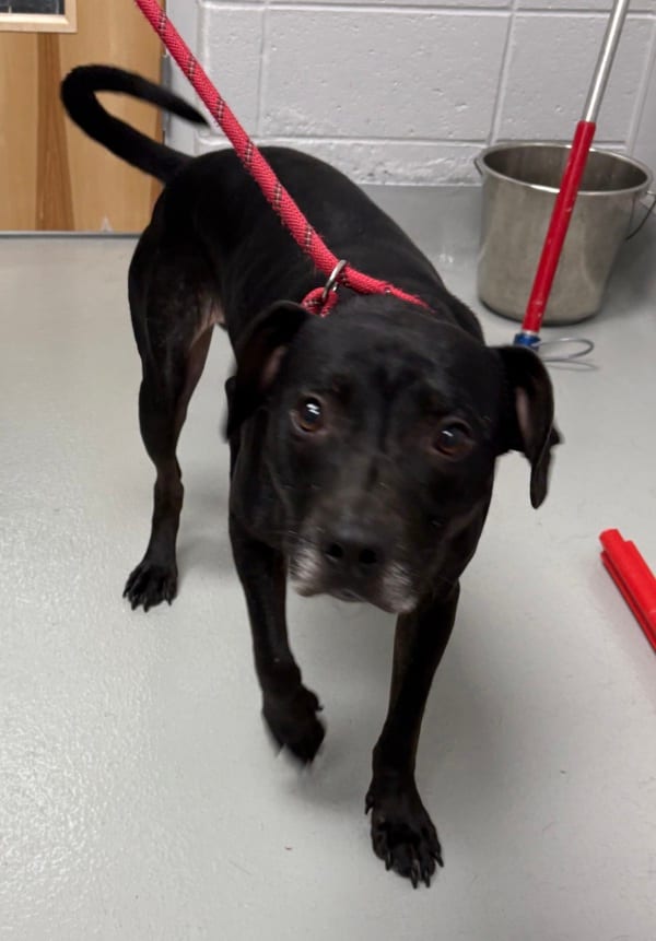 Photo of Igor Hw+, adoptable Pit Bull cross in Lawrenceville, Georgia