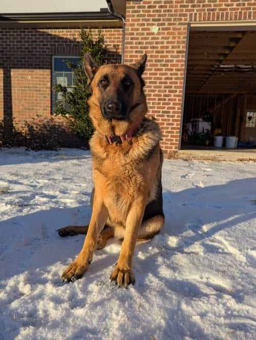 Photo of Mishka (CL), adoptable German Shepherd Dog in Durham, North Carolina