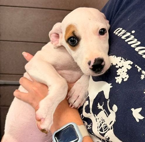 Photo of Chucky, adoptable Unknown breed in Rancho Santa Fe, California