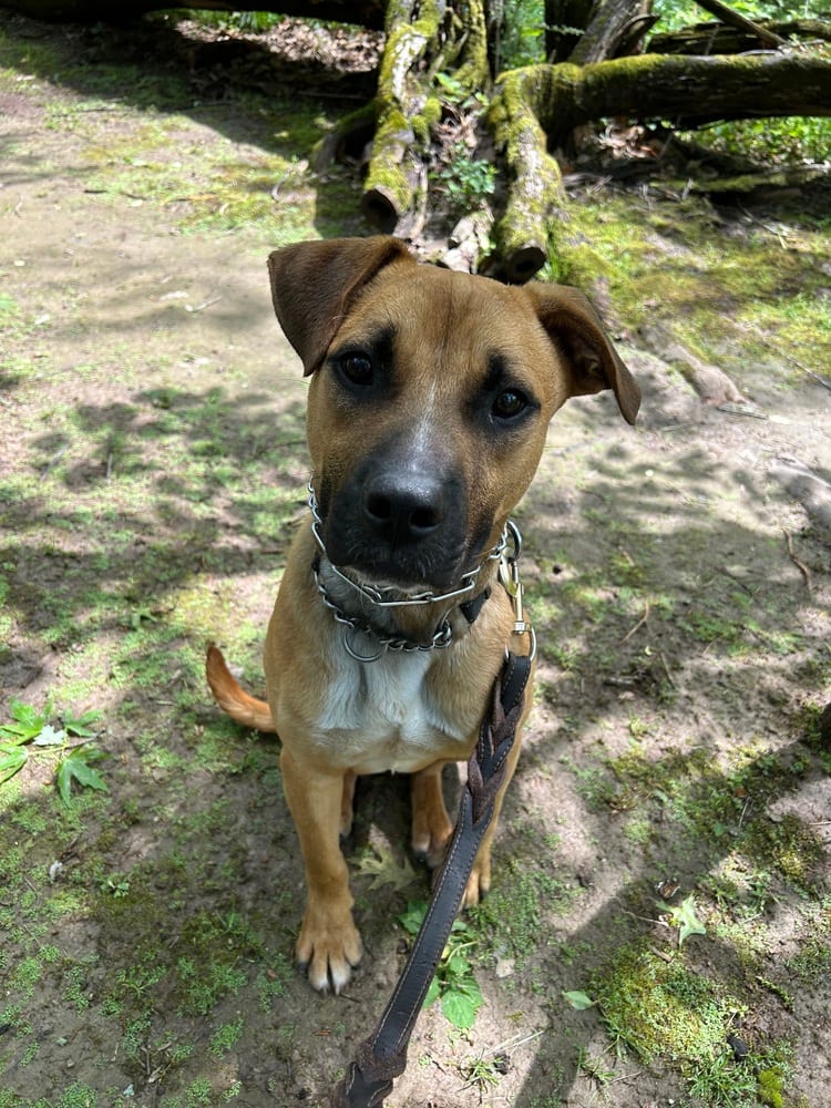 Photo of Tank, adoptable Shepherd (Unknown Type) in Linton, Indiana