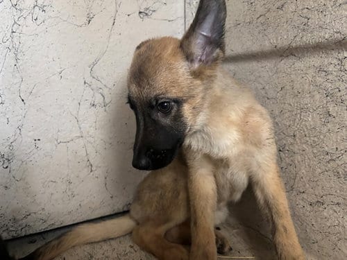 Photo of Emi, adoptable German Shepherd Dog in Garland, Texas