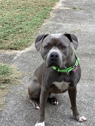 Photo of Tito Ali, adoptable dog in Atlanta, Georgia