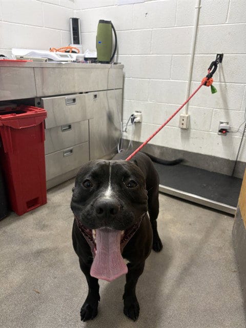 Photo of Rex, adoptable Pit Bull Terrier in Forestville, Maryland