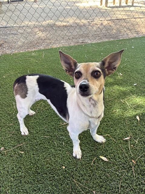 Photo of Cora, adoptable Chihuahua in Castaic, California