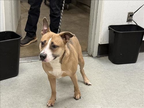 Photo of Sunny, adoptable Labrador Retriever in Van Nuys, California